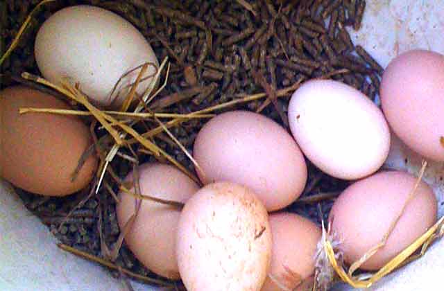 Uova fresche di giornata da galline ruspanti